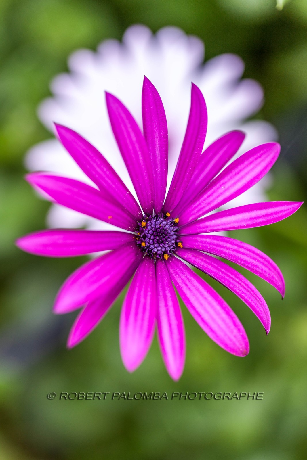 Flore méditerranéenne