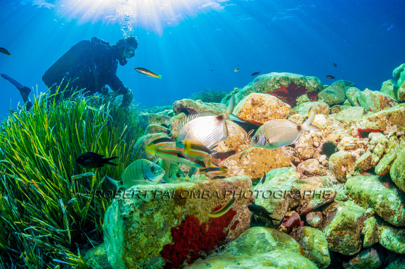 Plongée-sous-marine
