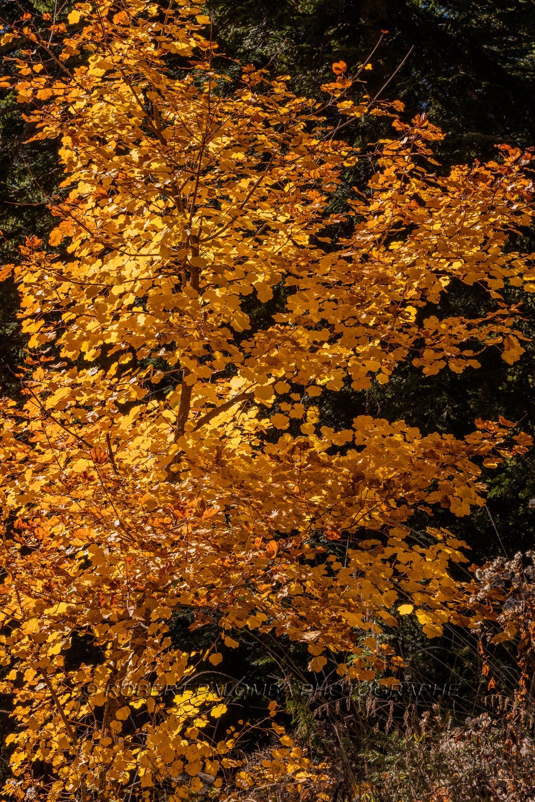 Granges de la Brasque