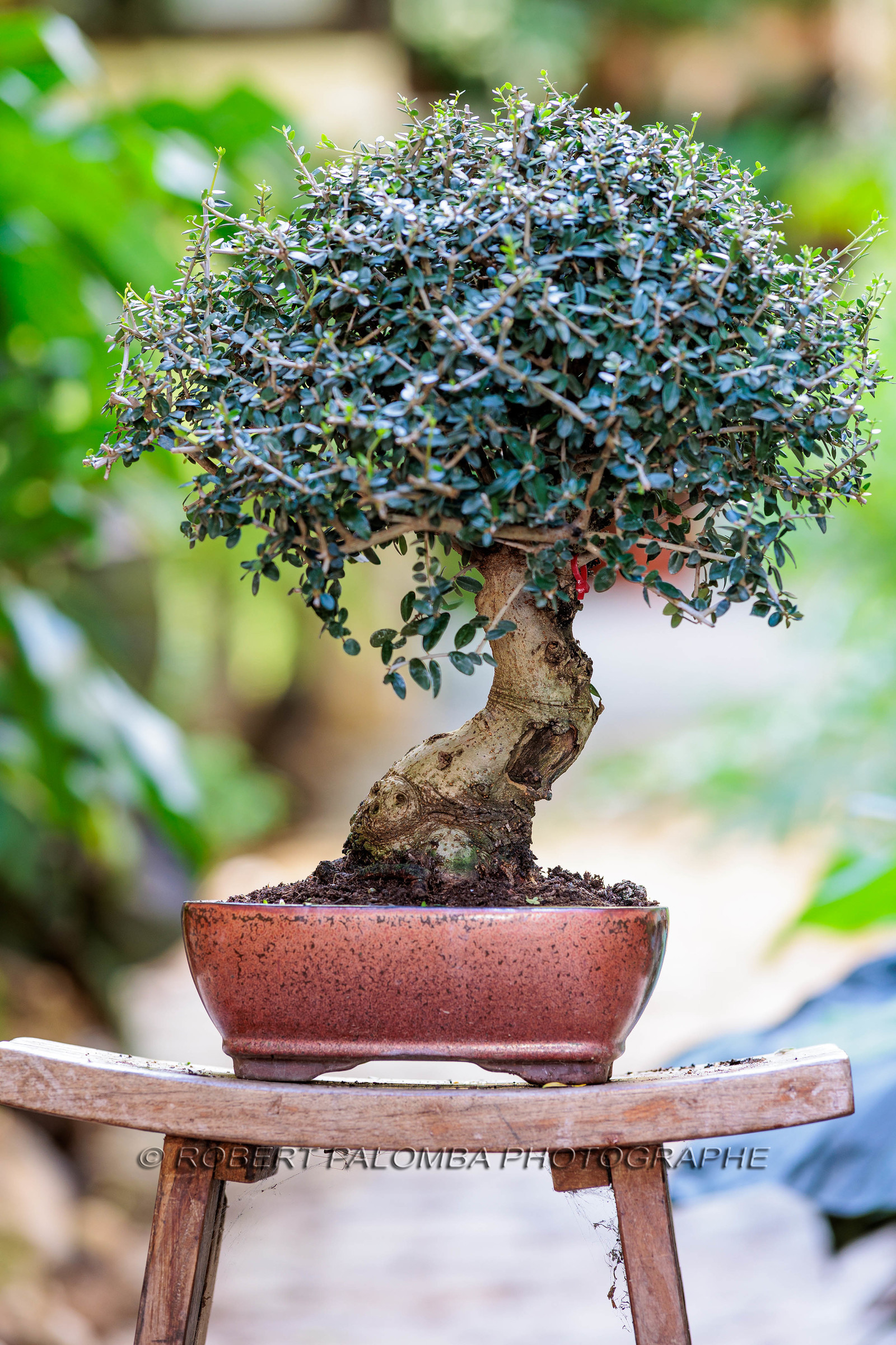 Bonsai Center