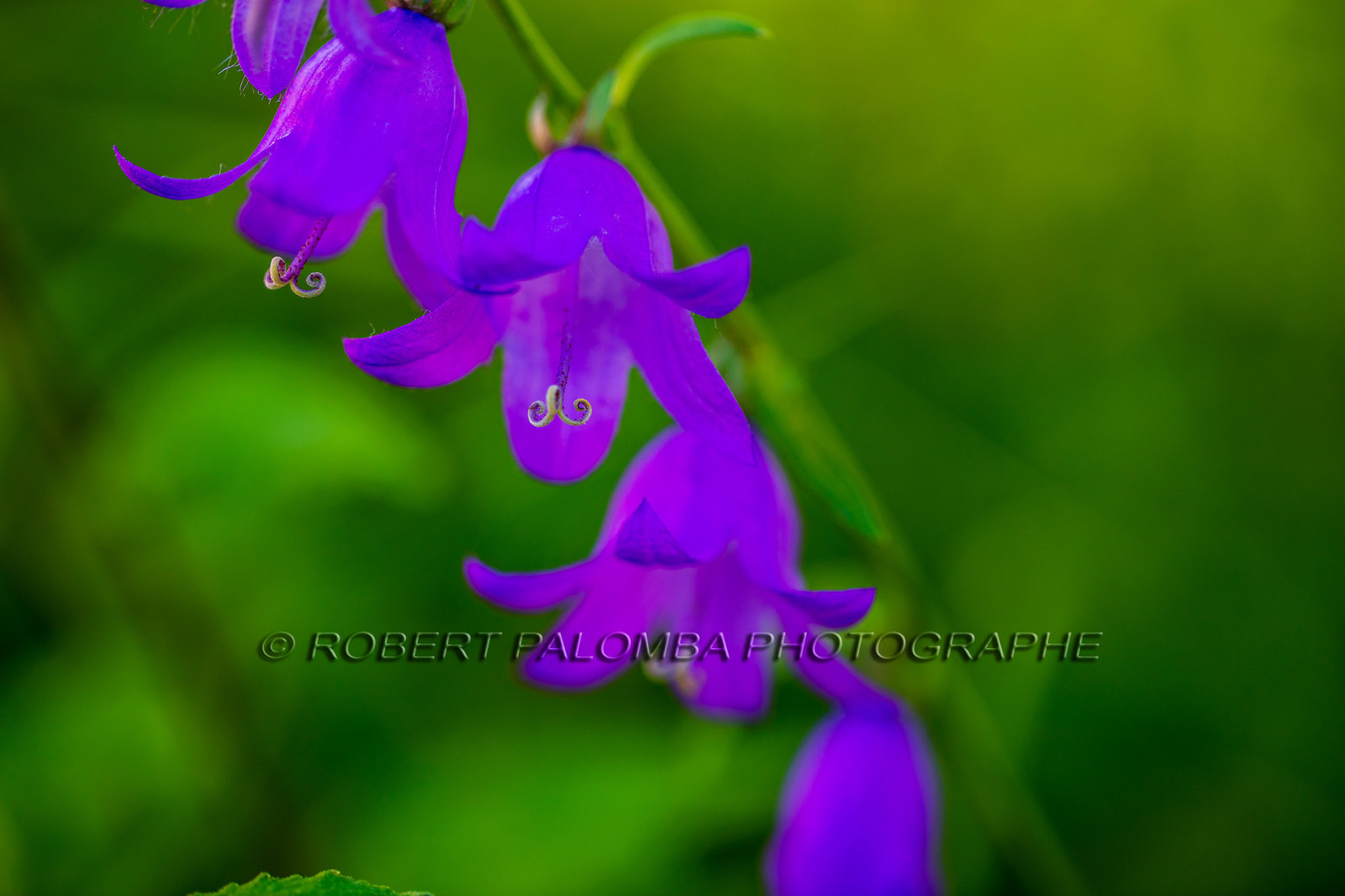 Alpes-de-Haute-Provence (04) Val d'Allos