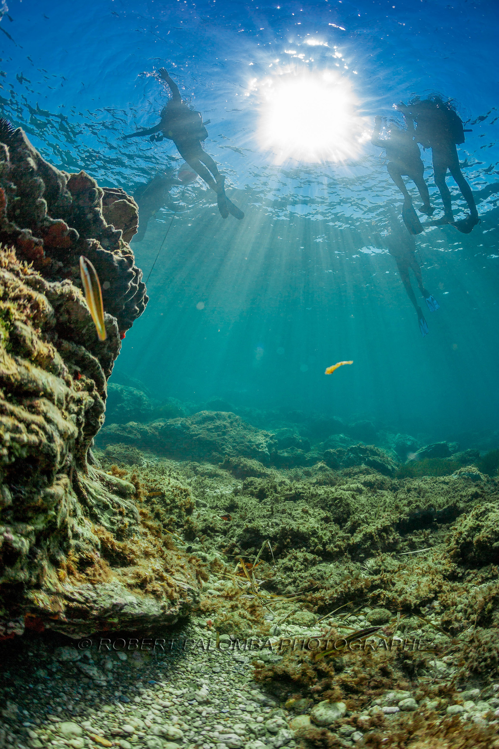 Plongée sous-marine