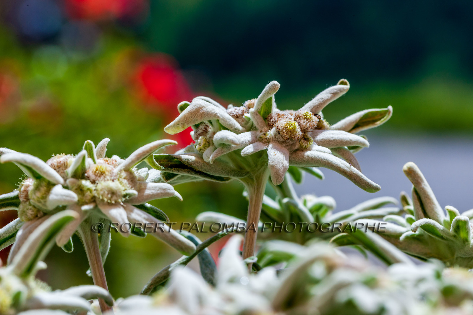 Alpes-de-Haute-Provence (04) Val d'Allos