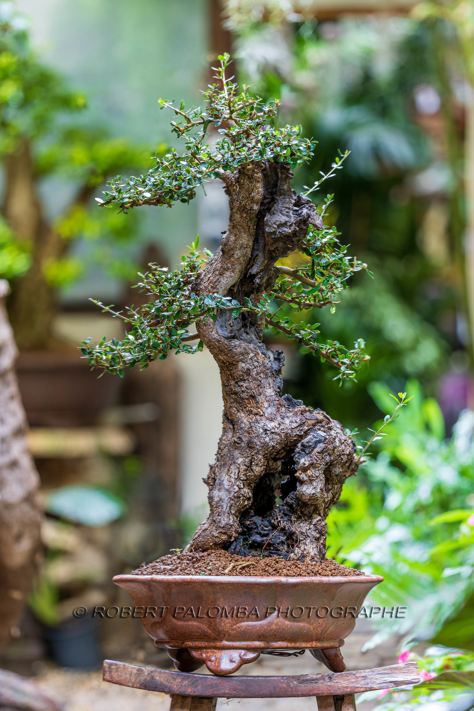 Bonsai Center