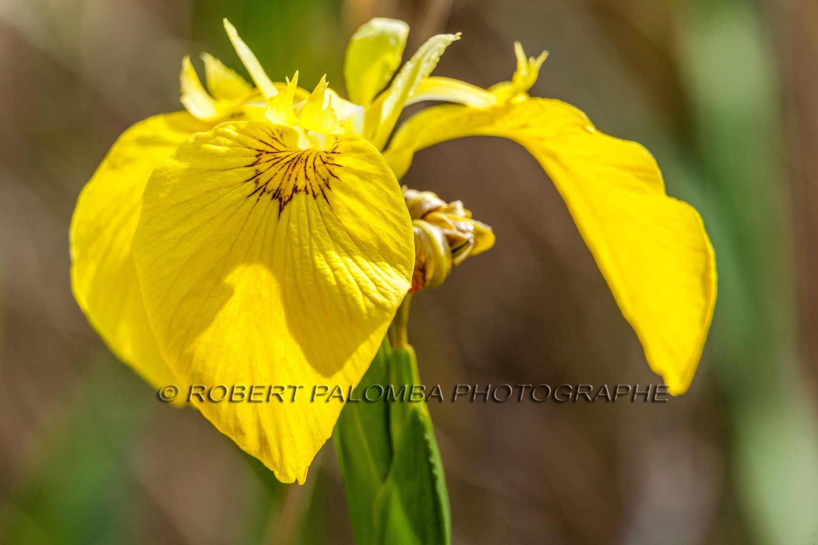 Iris Jaune, Iris pseudacorus
