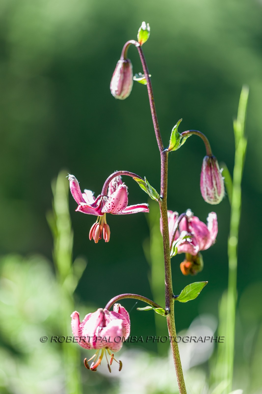 Flore Alpine, Lis martagon, Lilium martagon.