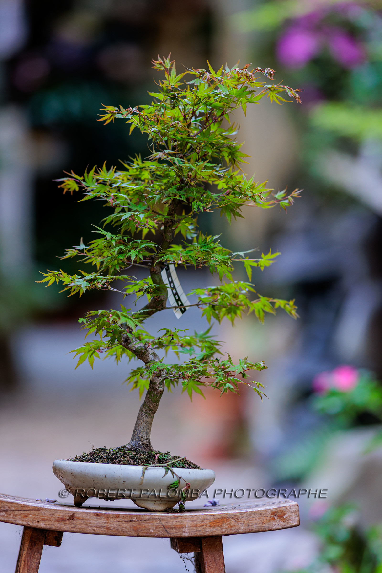 Bonsai