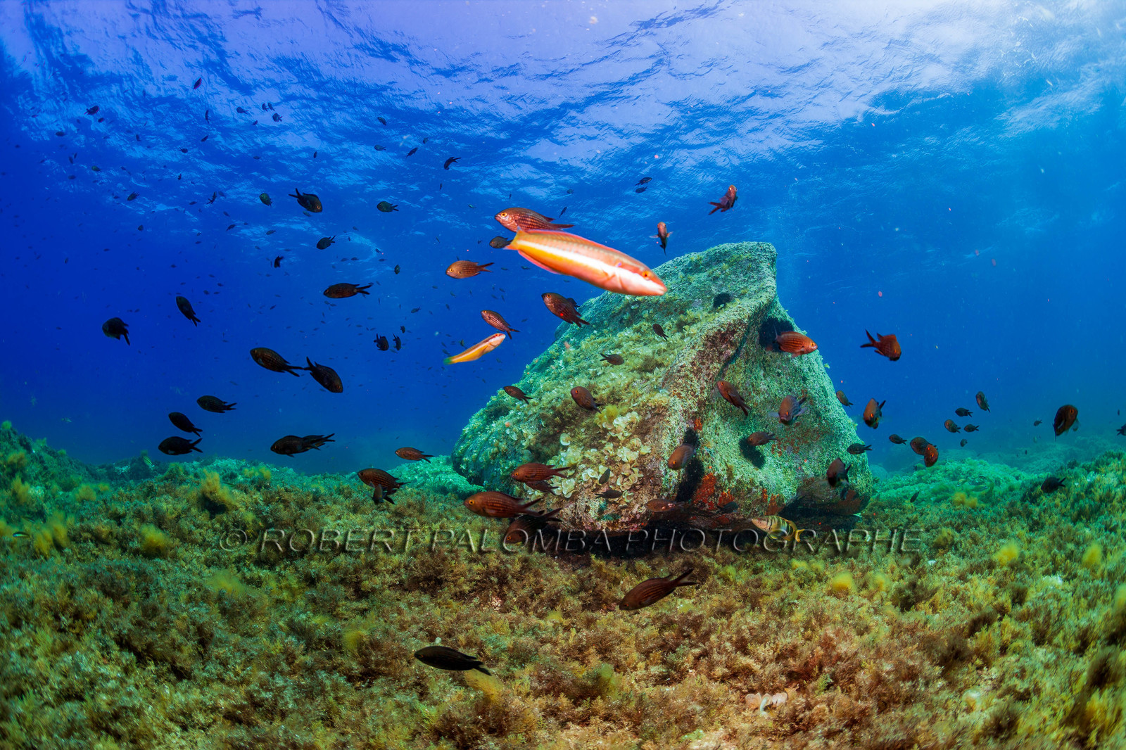 Plongée-sous-marine