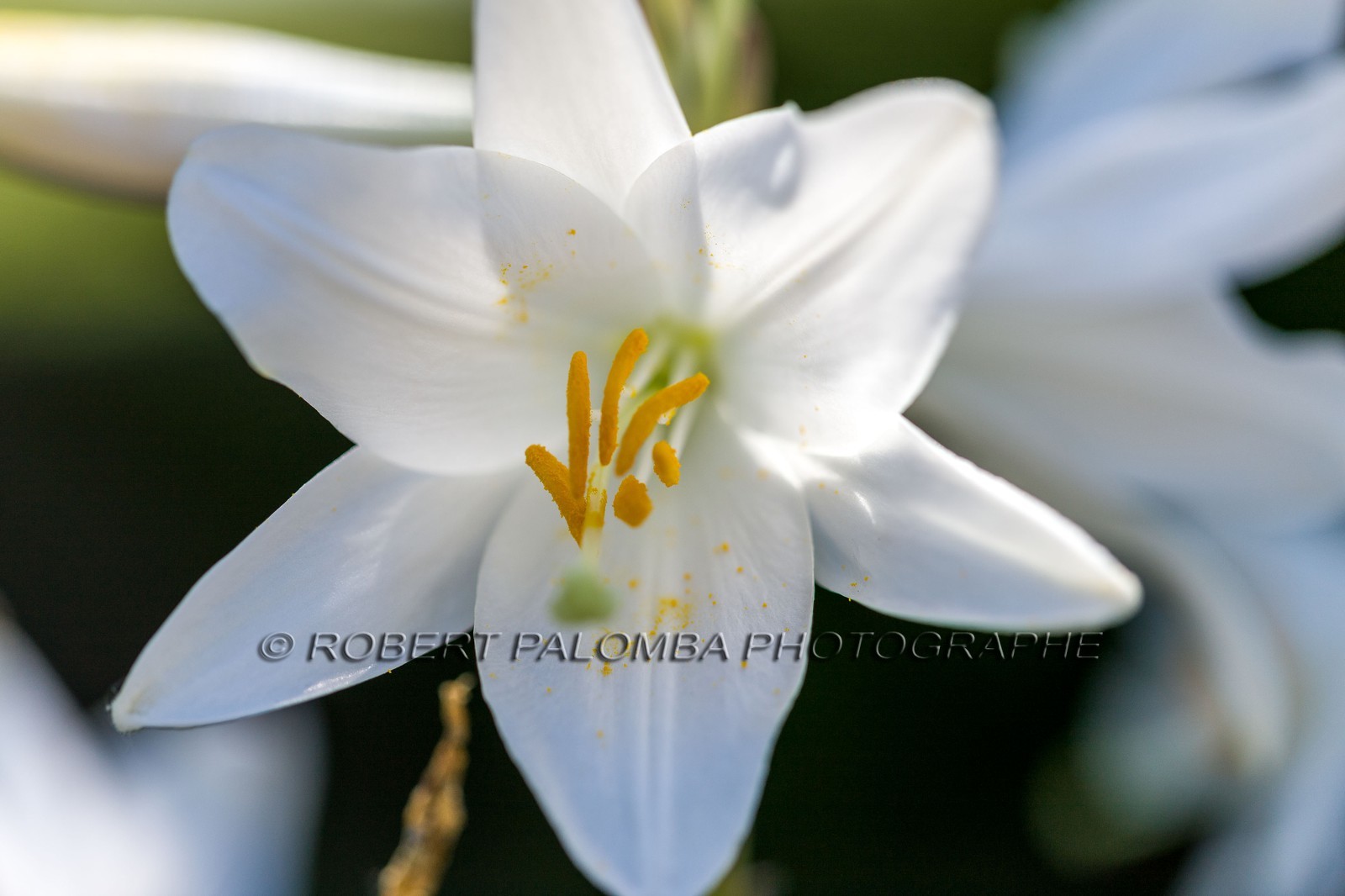 Flore Méditerranéenne