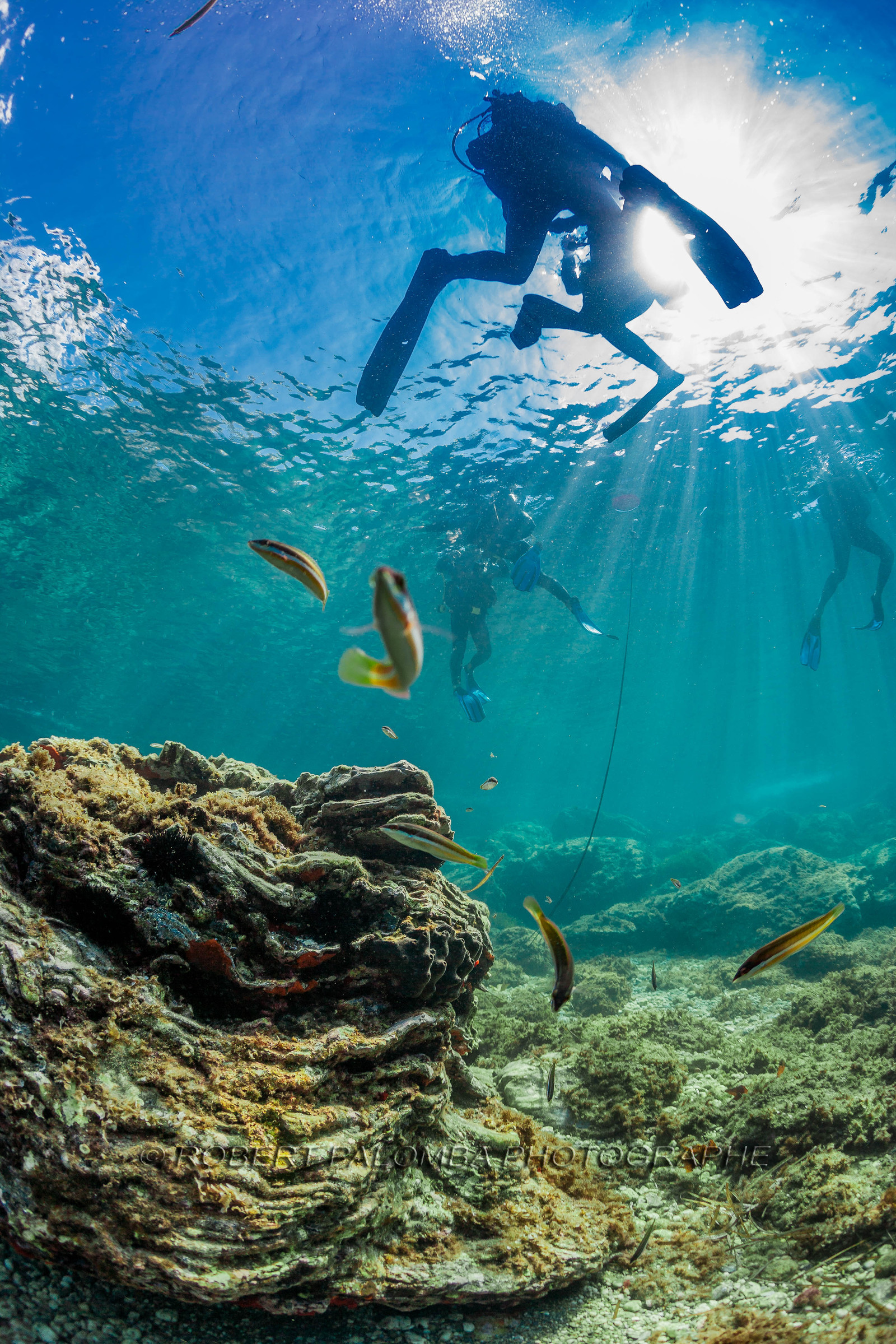 Plongée sous-marine