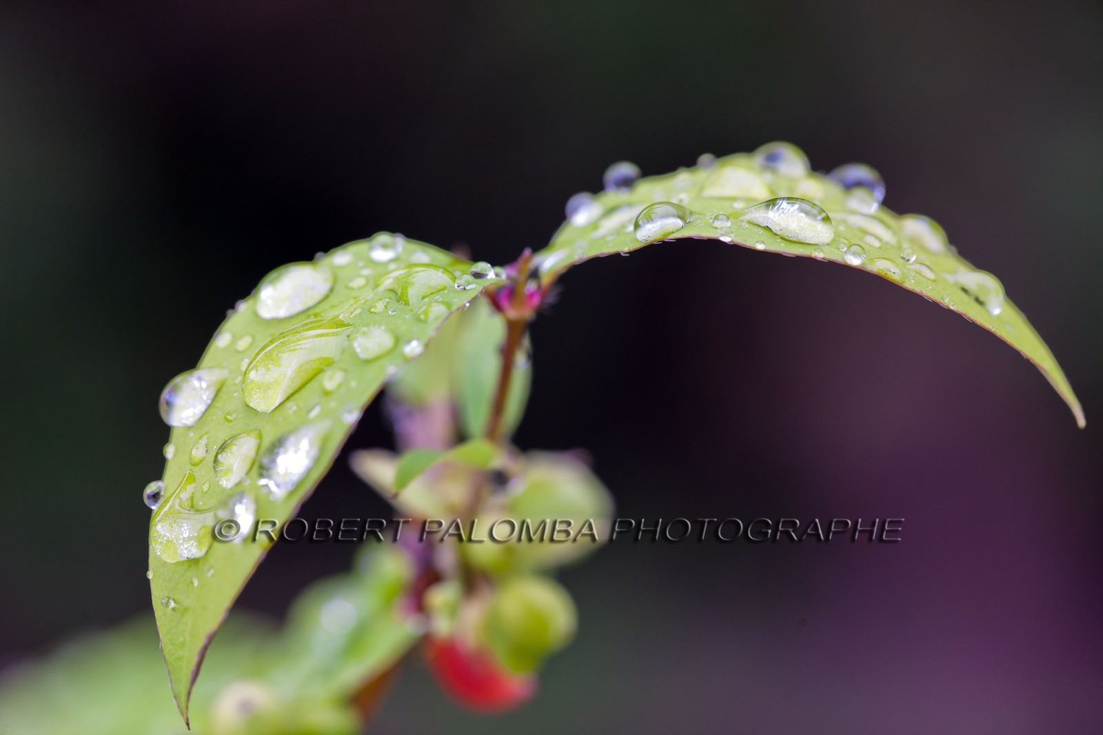 Chèvrefeuille, Lonicera
