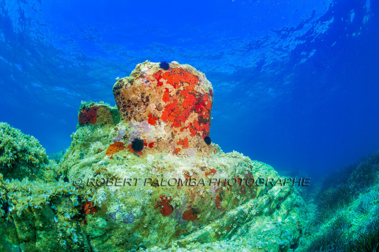 Plongée-sous-marine