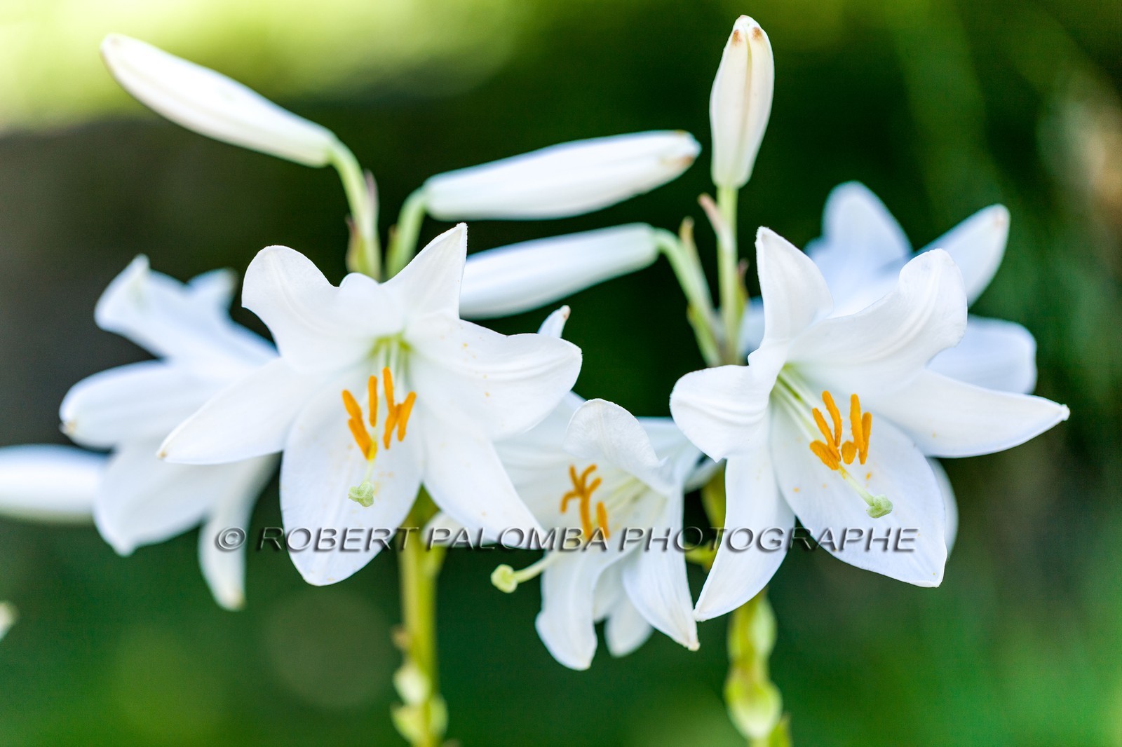 Flore Méditerranéenne