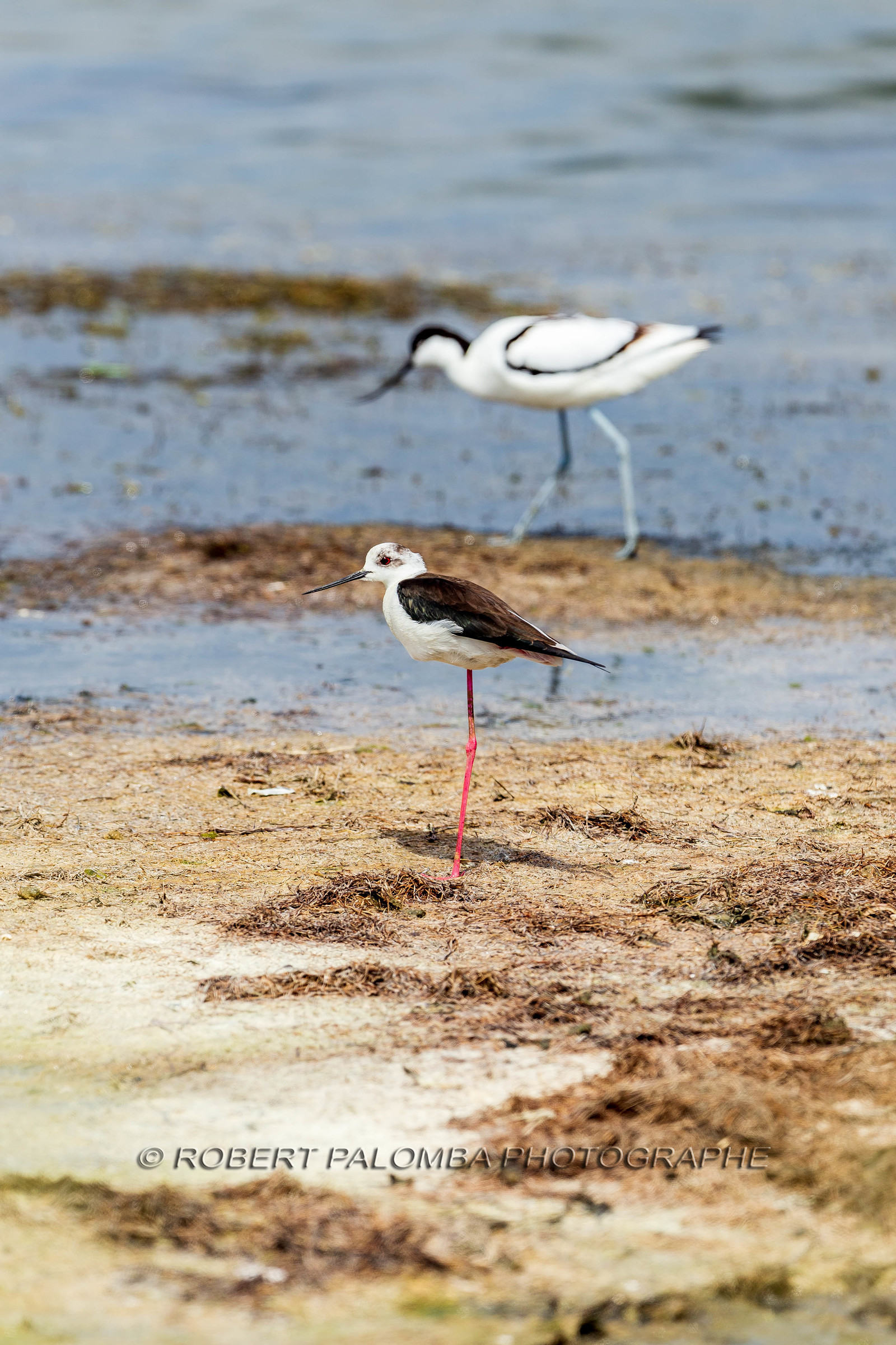 Salins d'Hyères