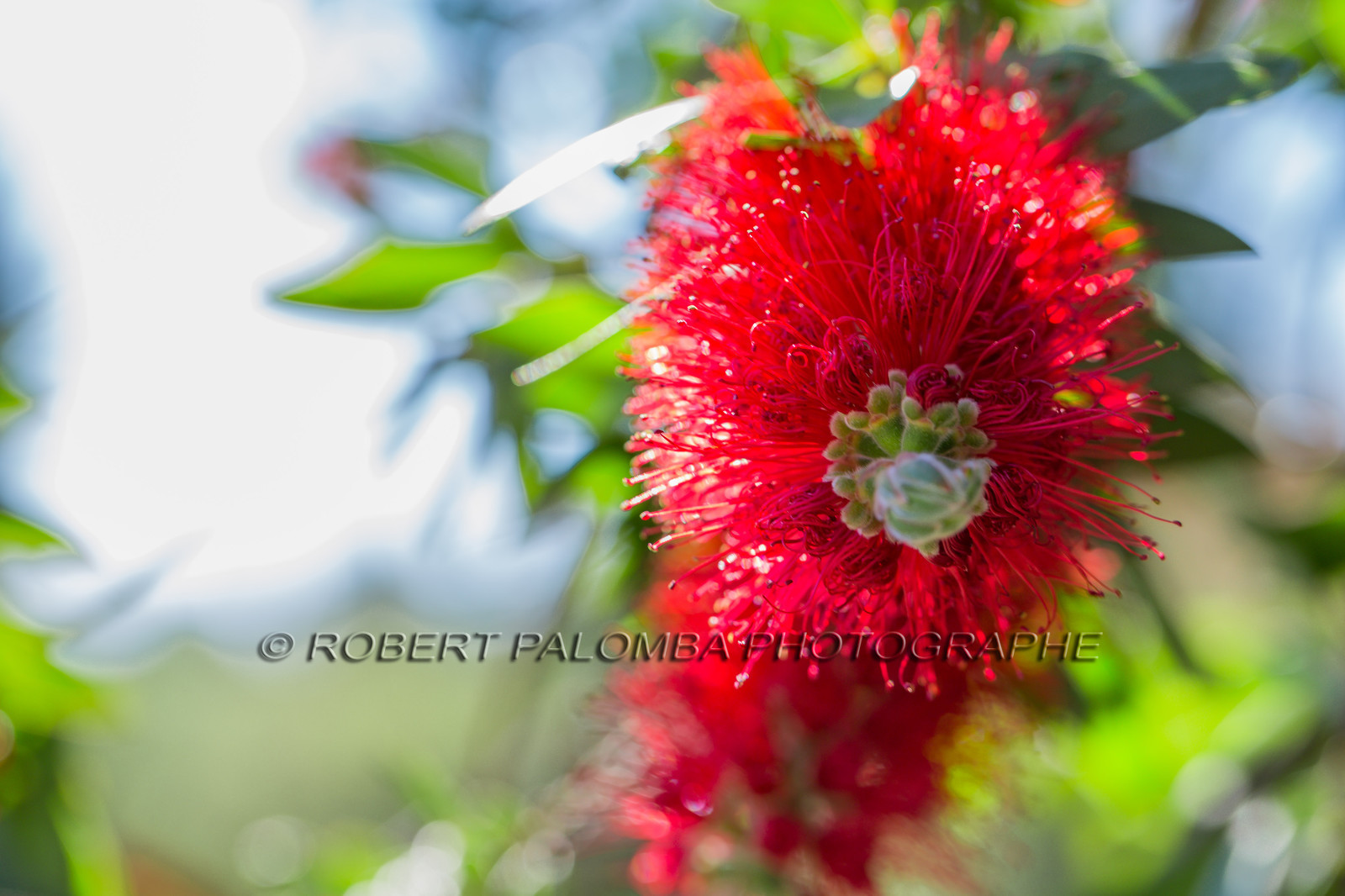 Flore Méditerranéenne