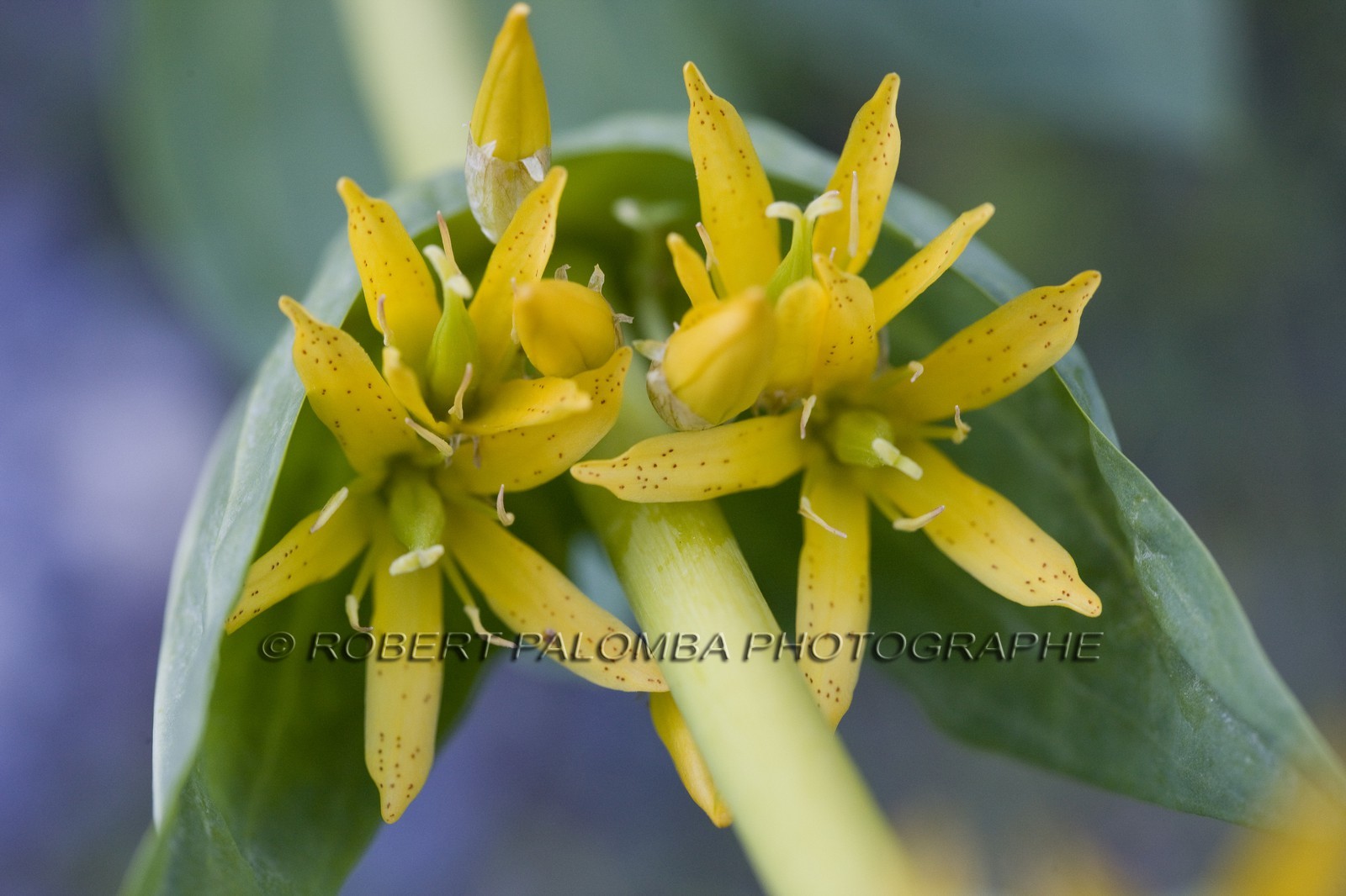 Gentiane jaune, Gentiana lutea.