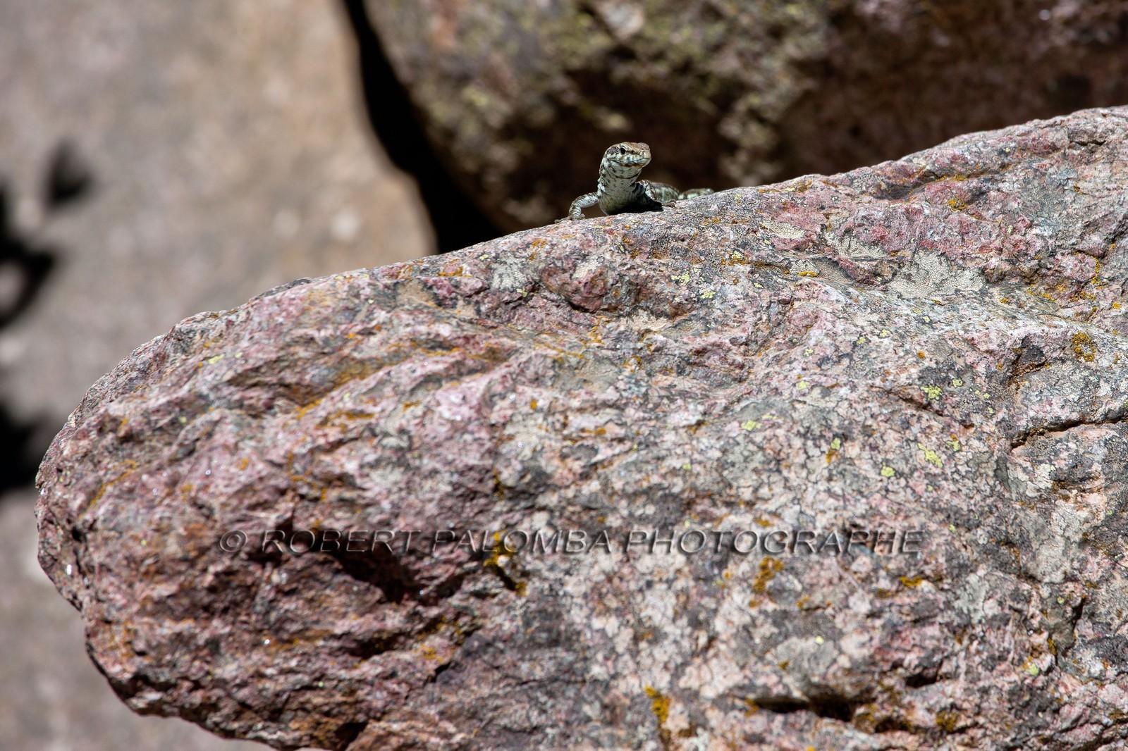 Lézard de Bedriaga, Archaeolacerta bedriagae.