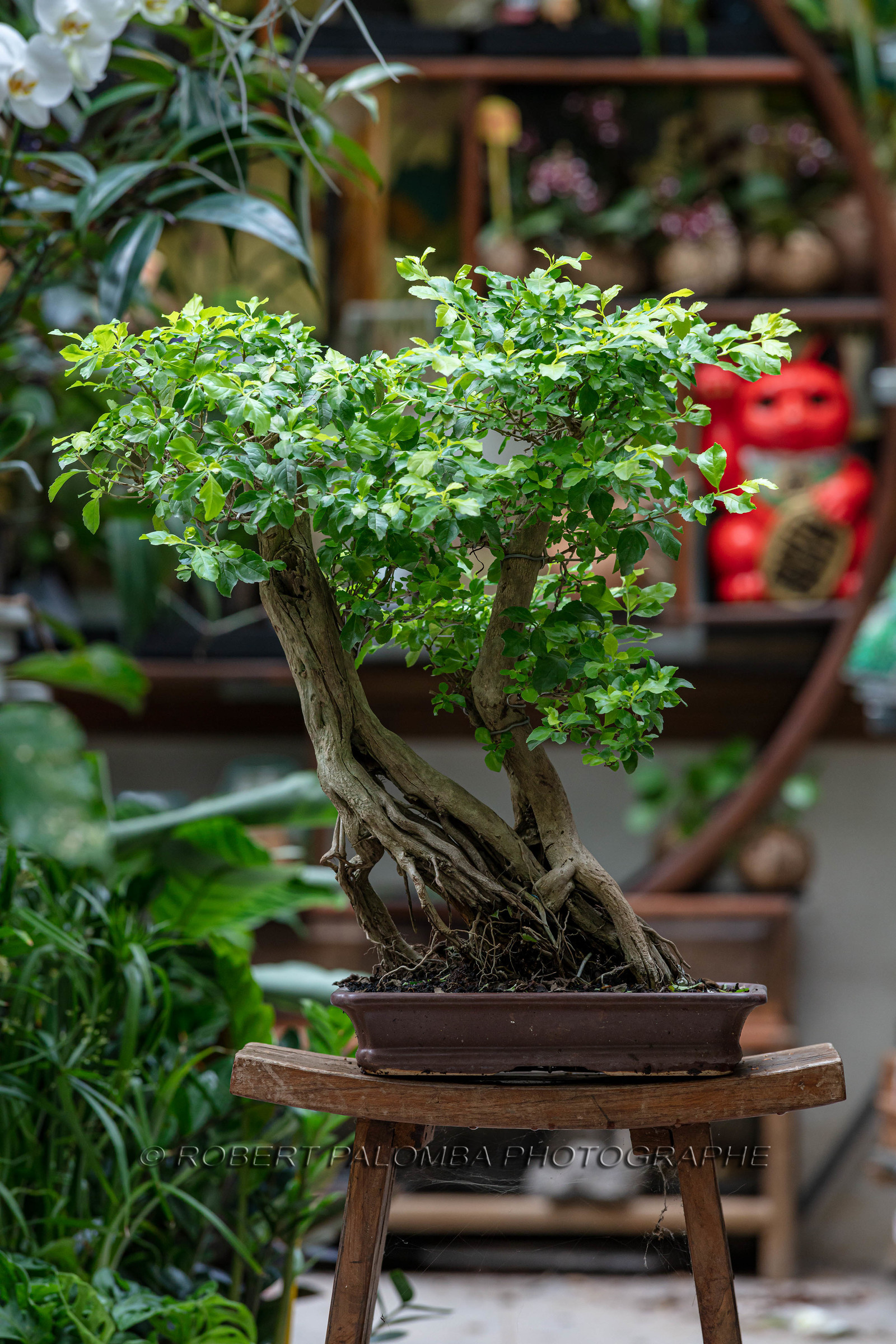 Bonsai