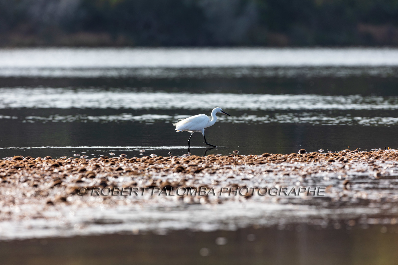 Grande Aigrette