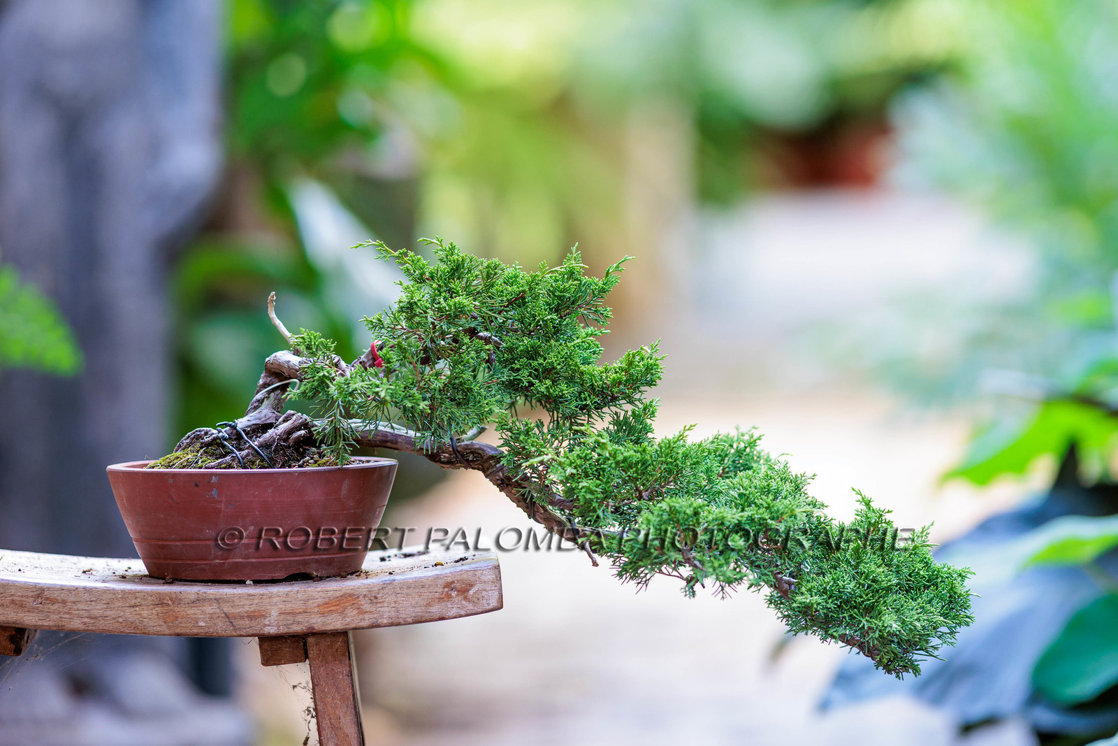 Bonsai Center