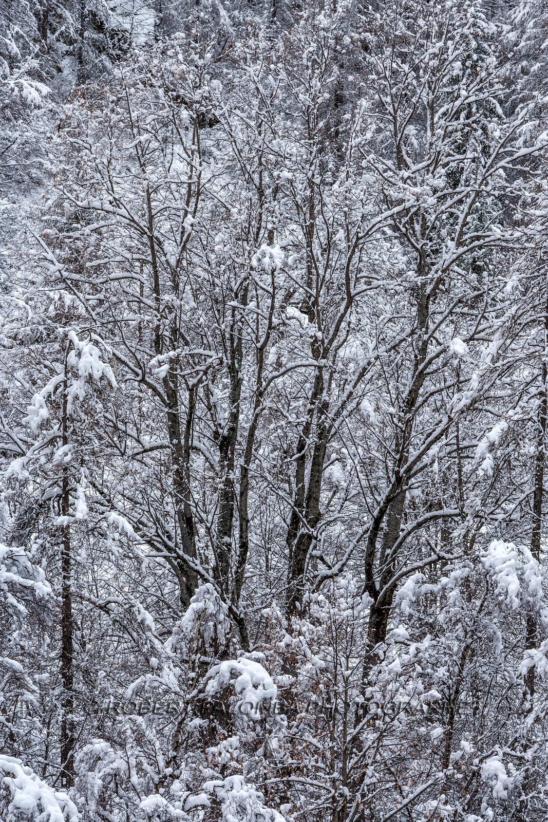 Saint-Dalmas-le-Selvage
