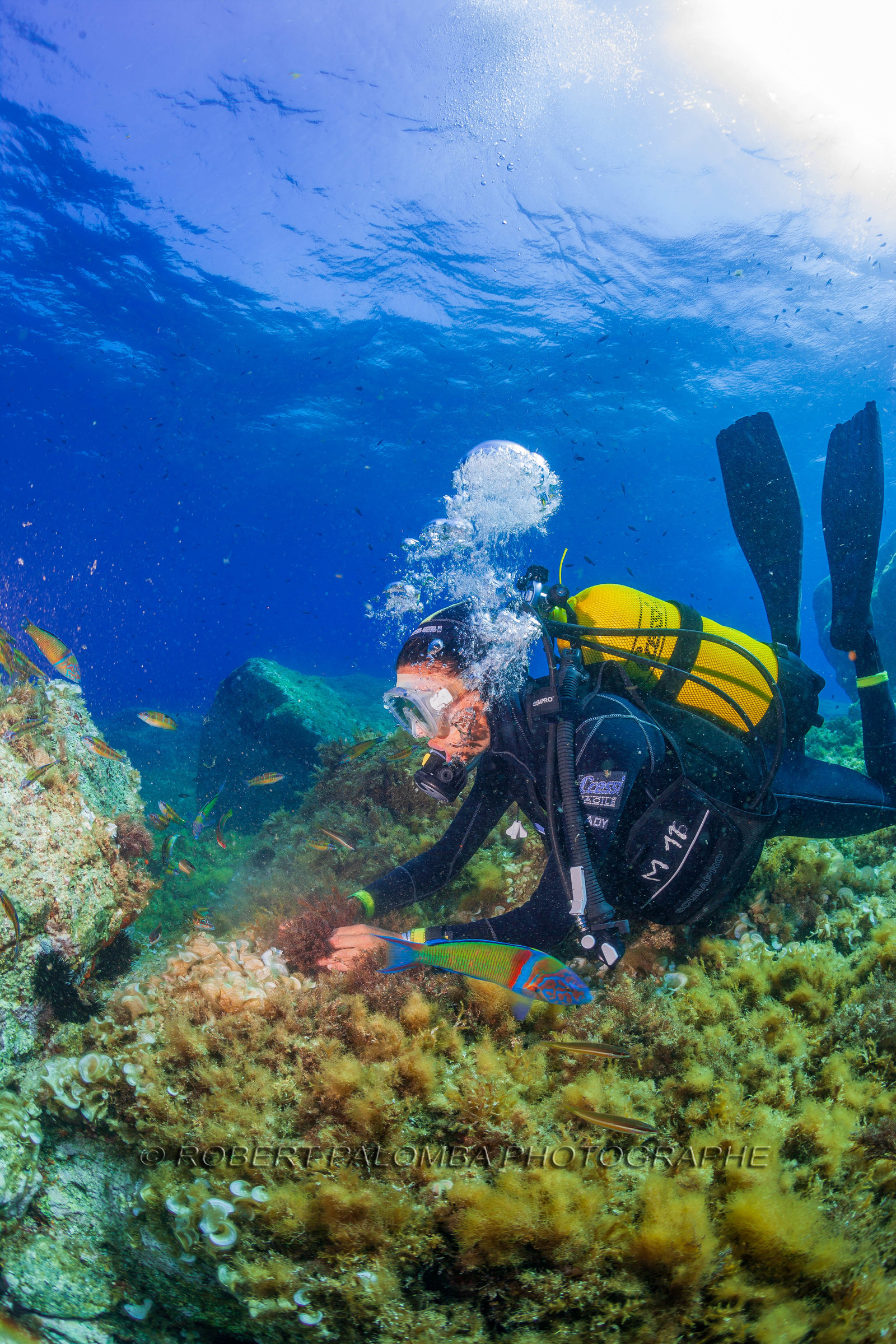 Plongée-sous-marine