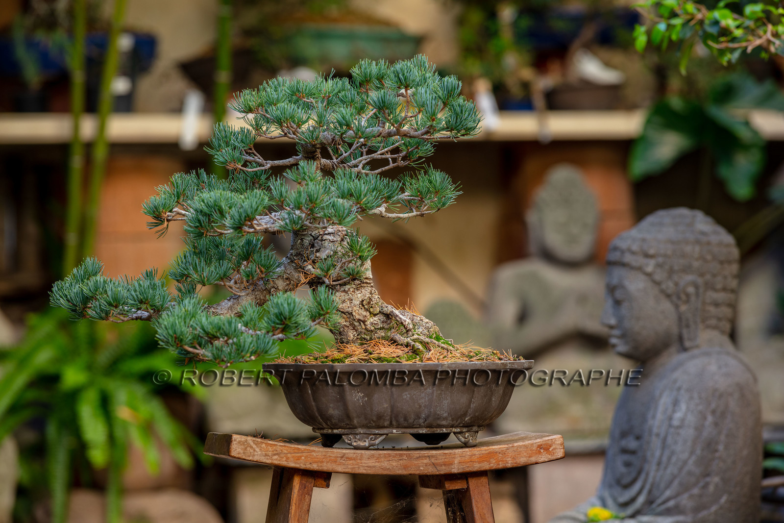 Bonsai
