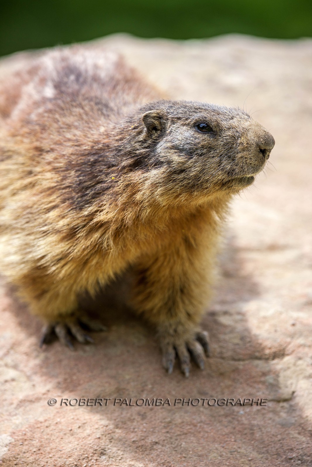 Marmotte, Marmota