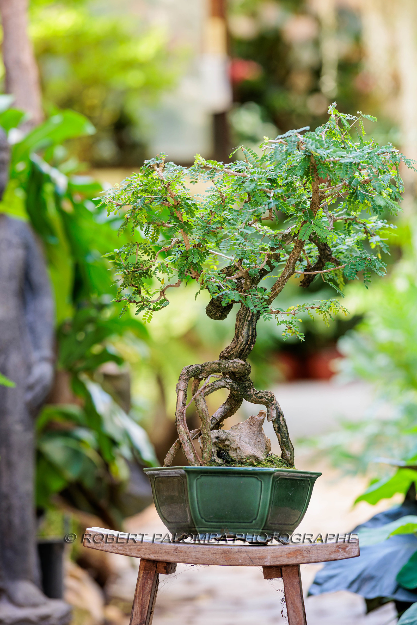 Bonsai Center