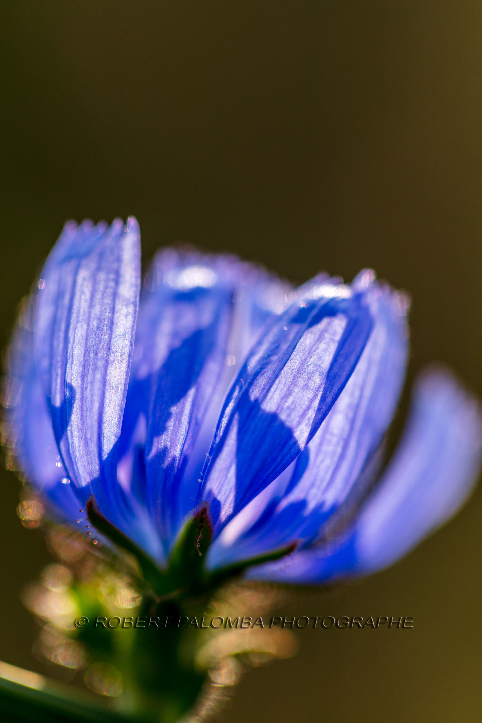 France, Alpes-de-Haute-Provence (04) Val d'Allos