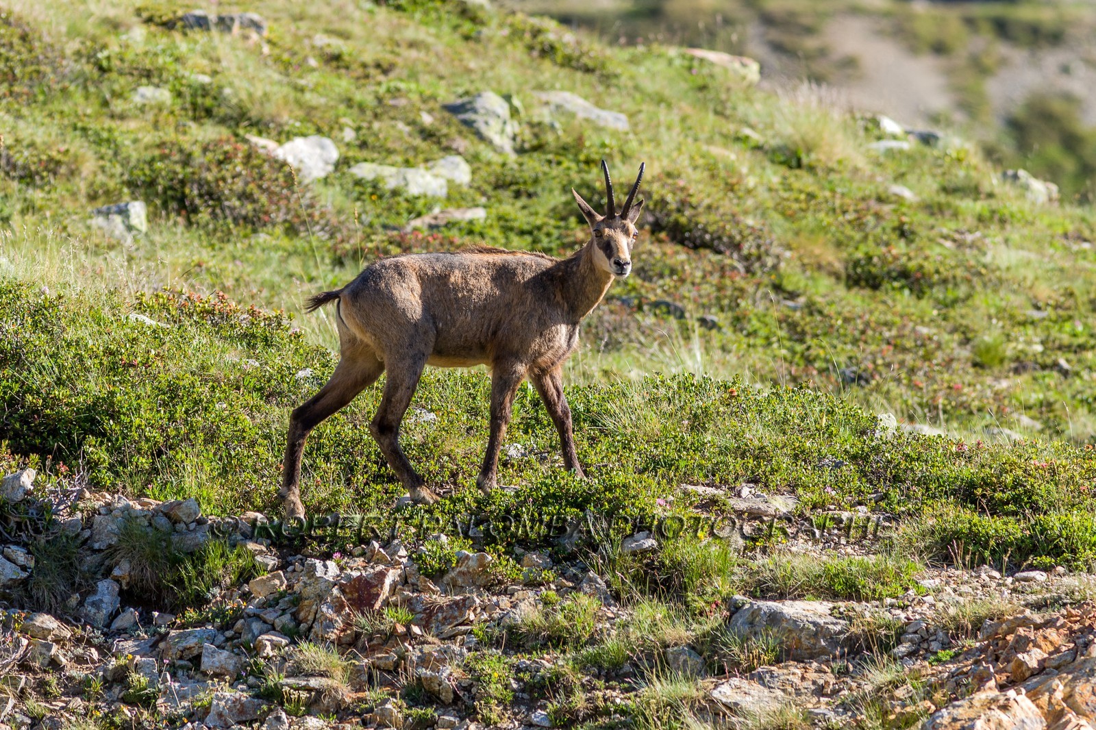 Chamois