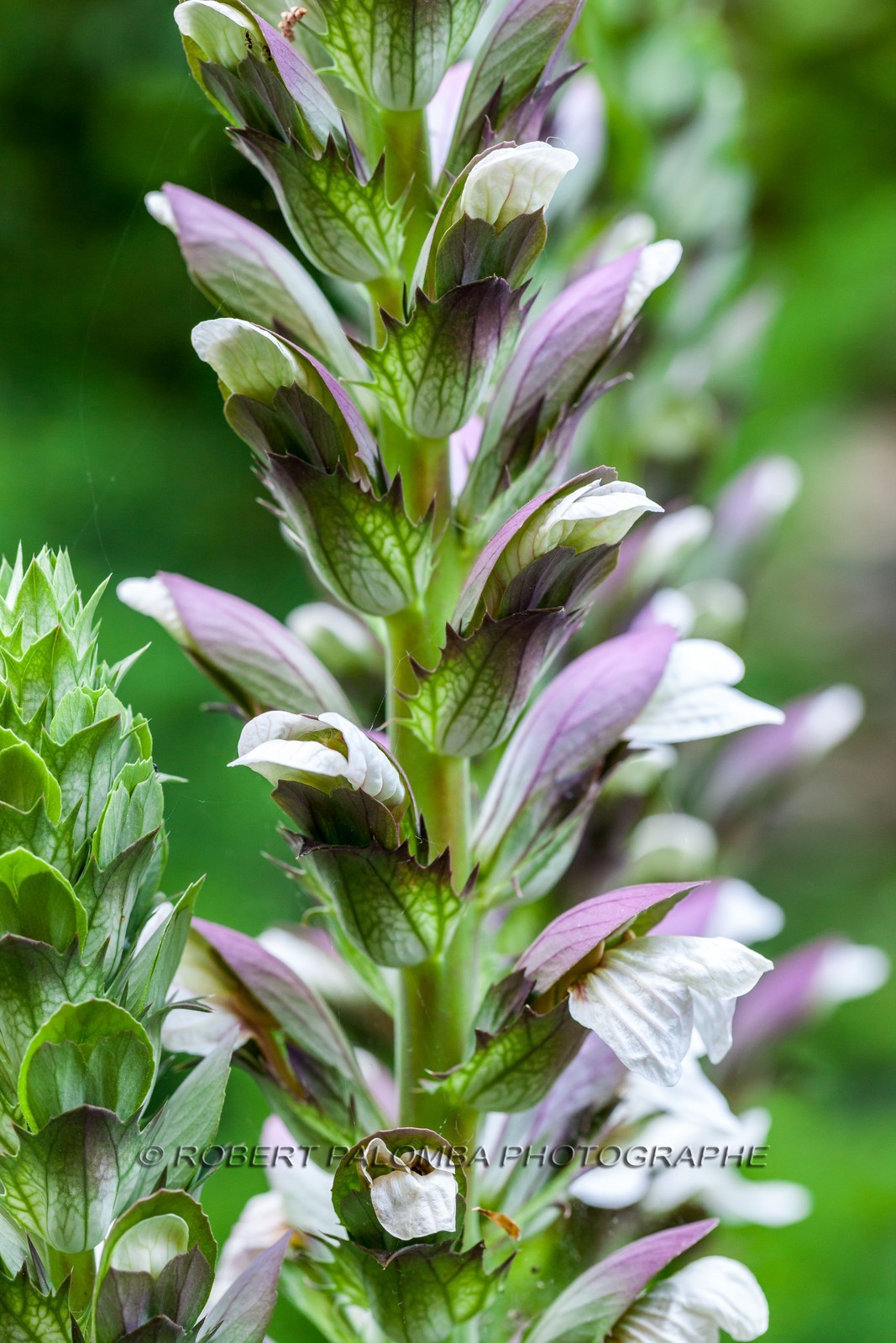 Flore Méditerranéenne