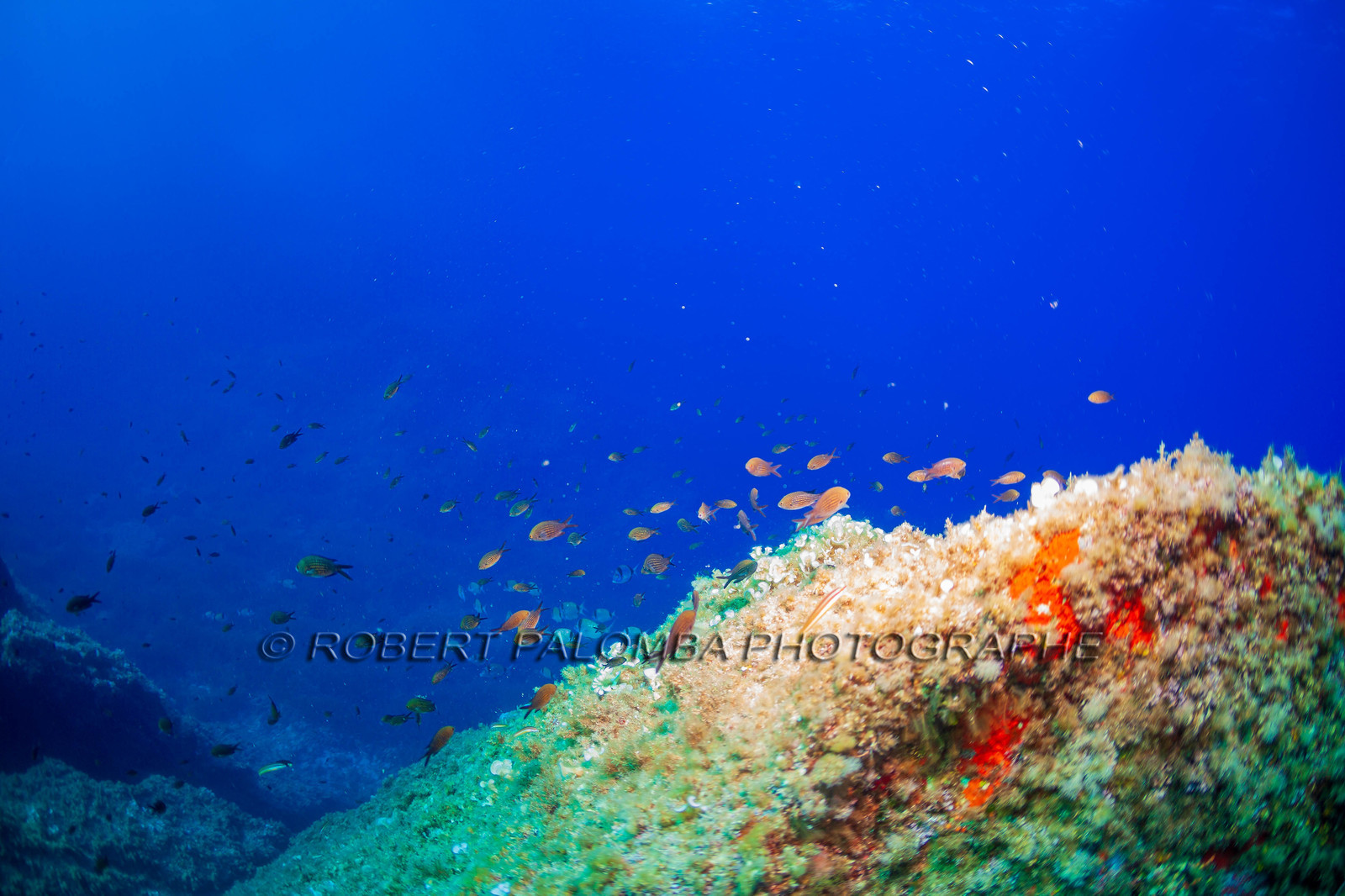 Plongée-sous-marine