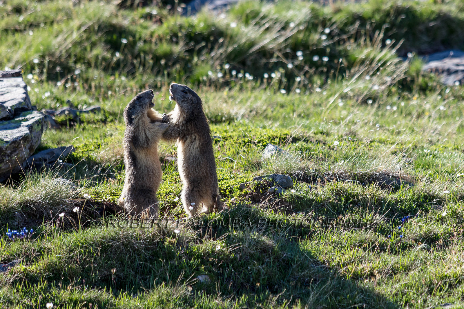 Marmotte, Marmota