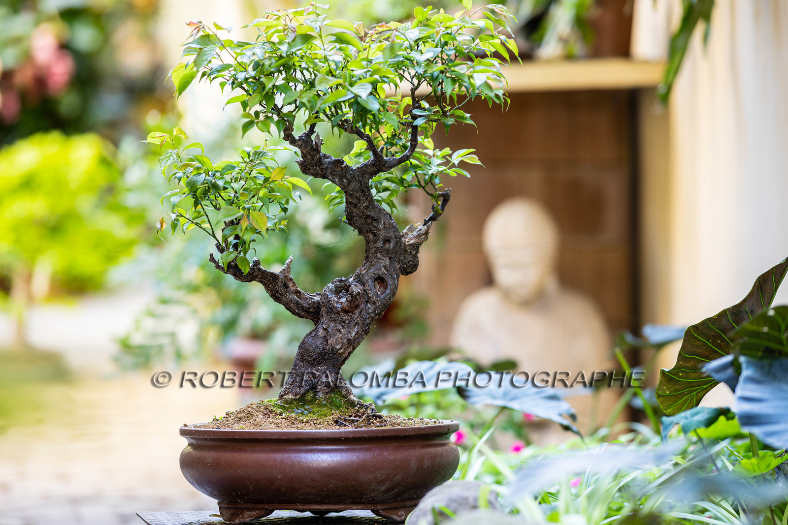 Bonsai