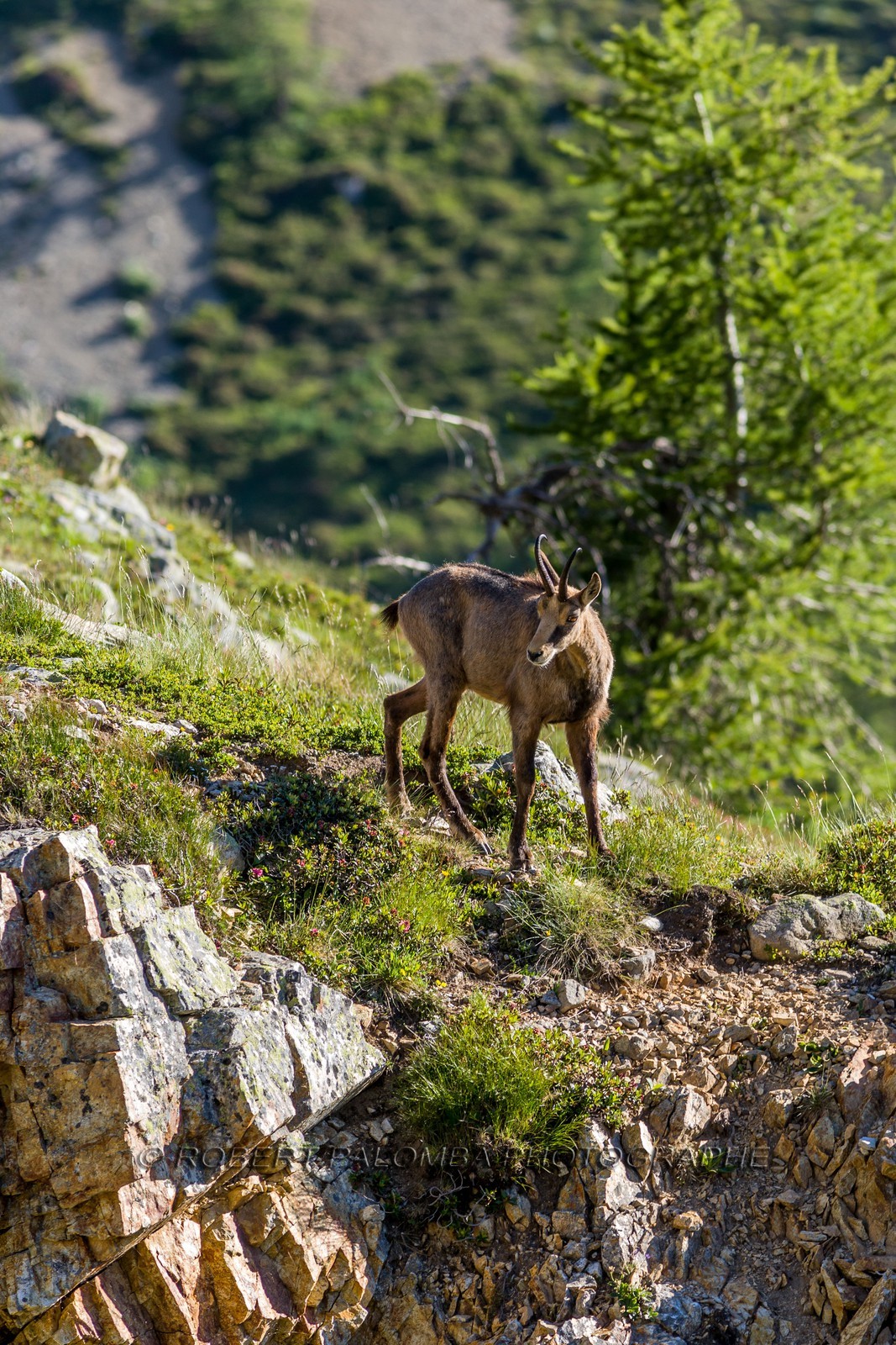 Chamois