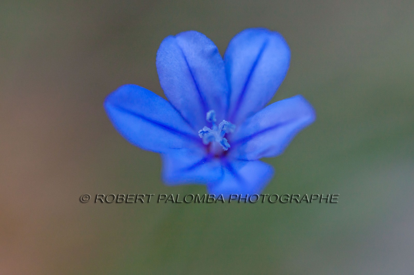 Aphyllante de Montpellier