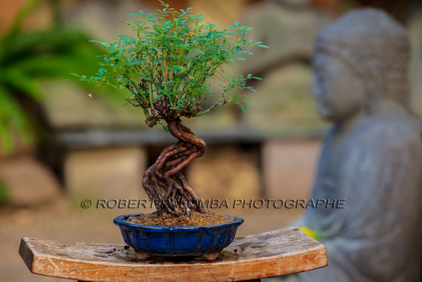 Bonsai