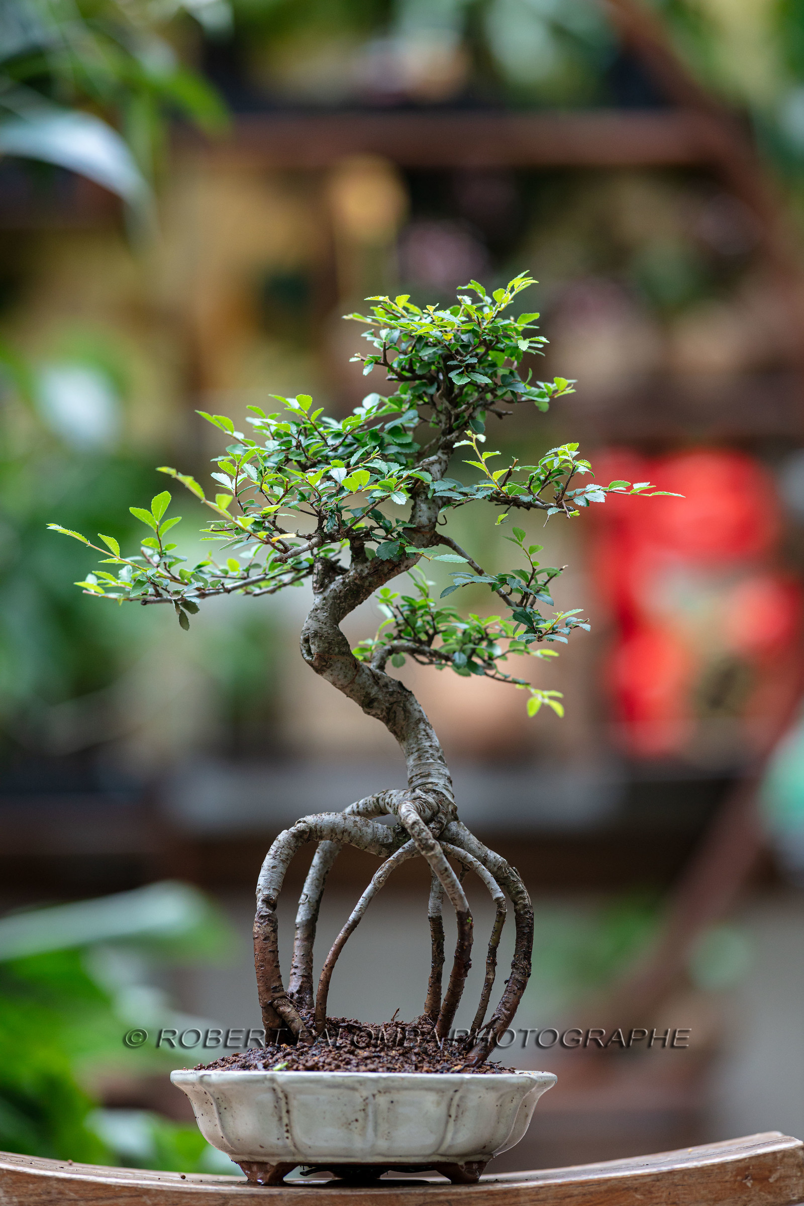 Bonsai