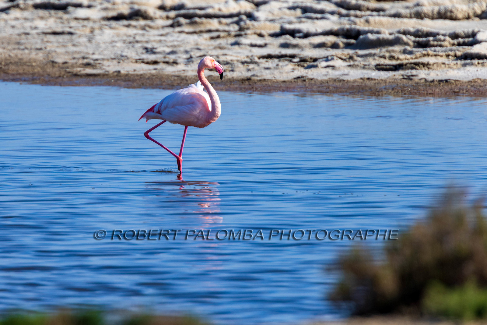 Flamant rose
