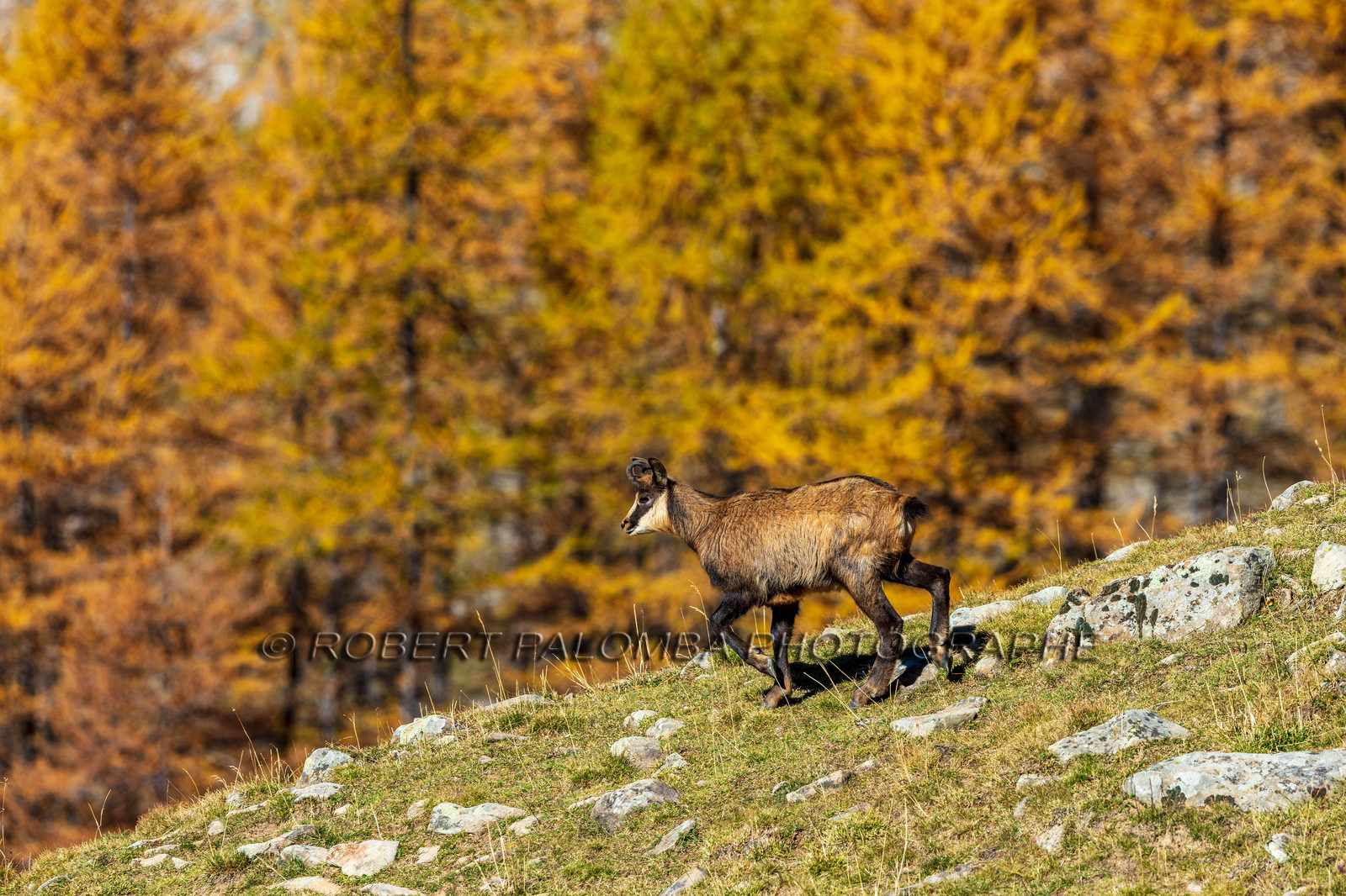Chamois, Rupicapra rupicapra