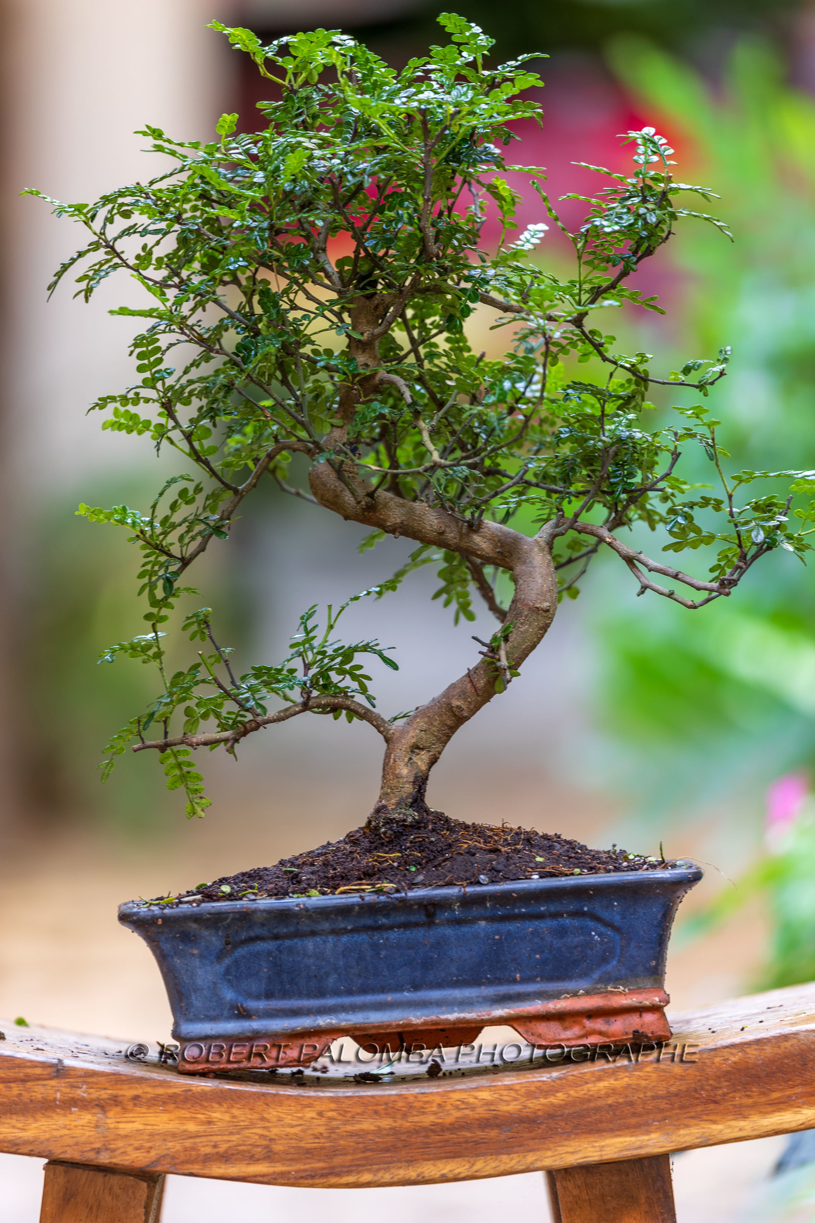 Bonsai Center