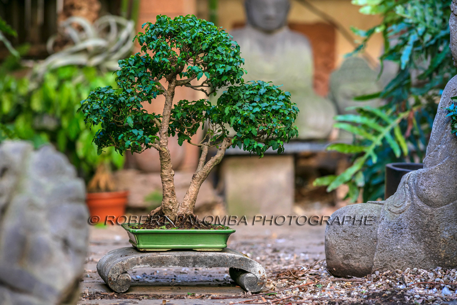 Bonsai