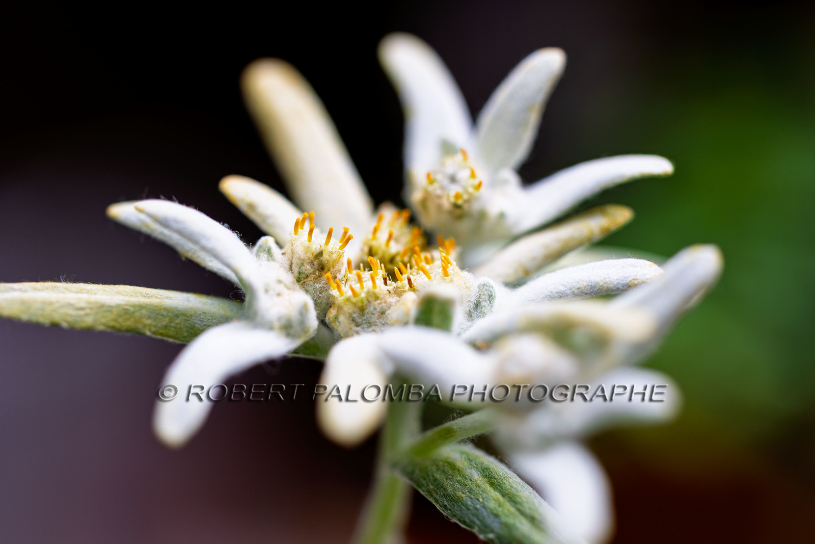 Edelweiss