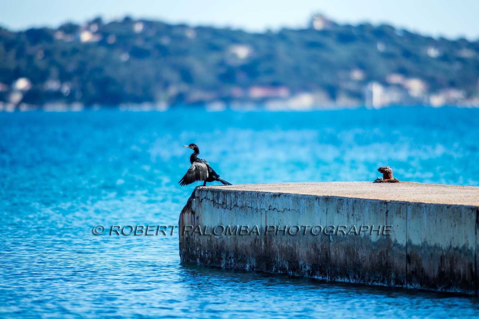 Cormoran, Phalacrocoracidae