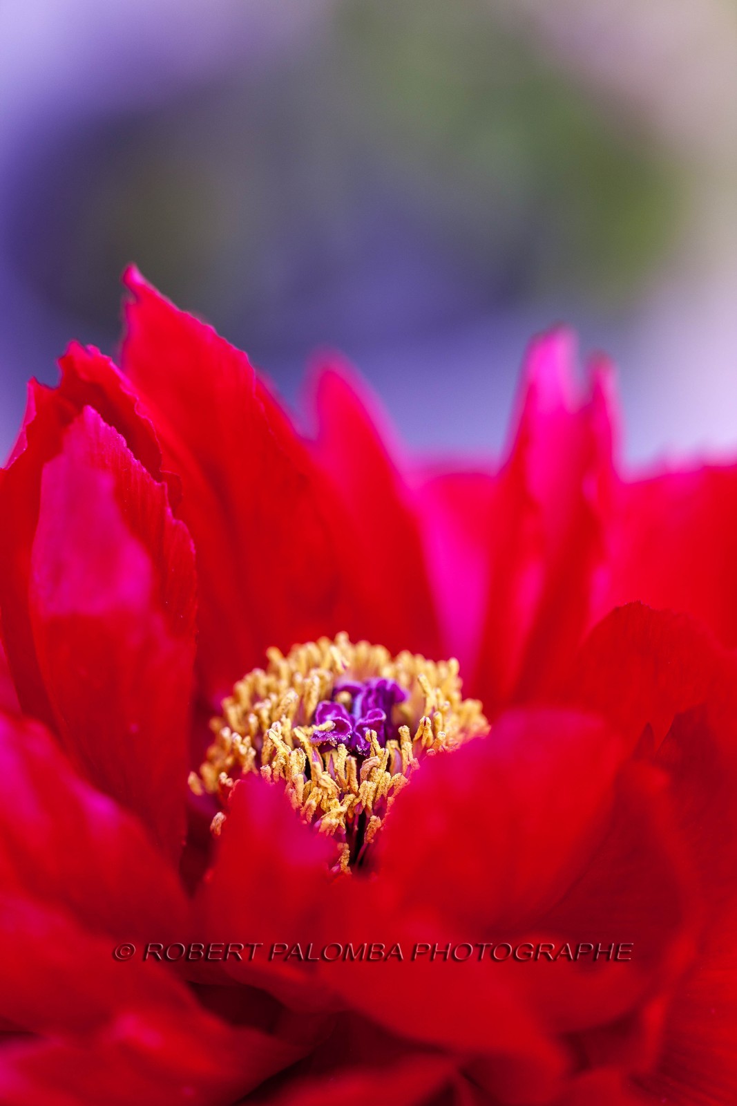 Flore méditerranéenne