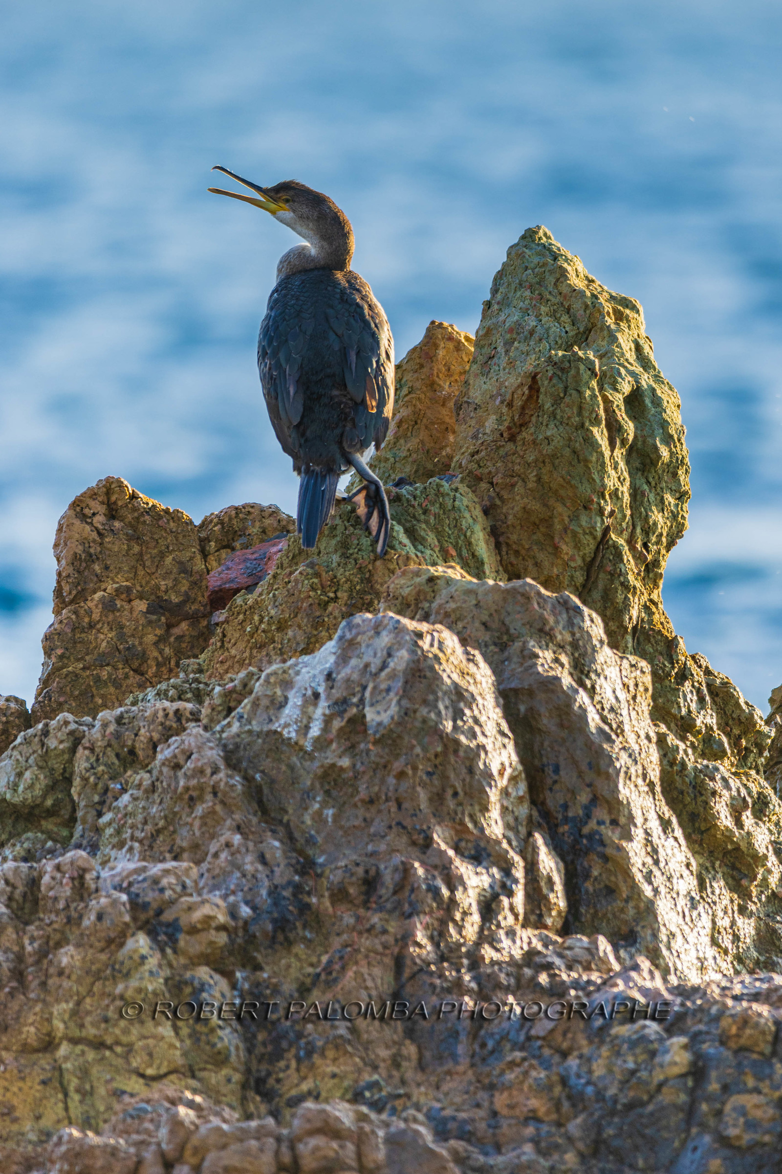 Cormoran huppé immature