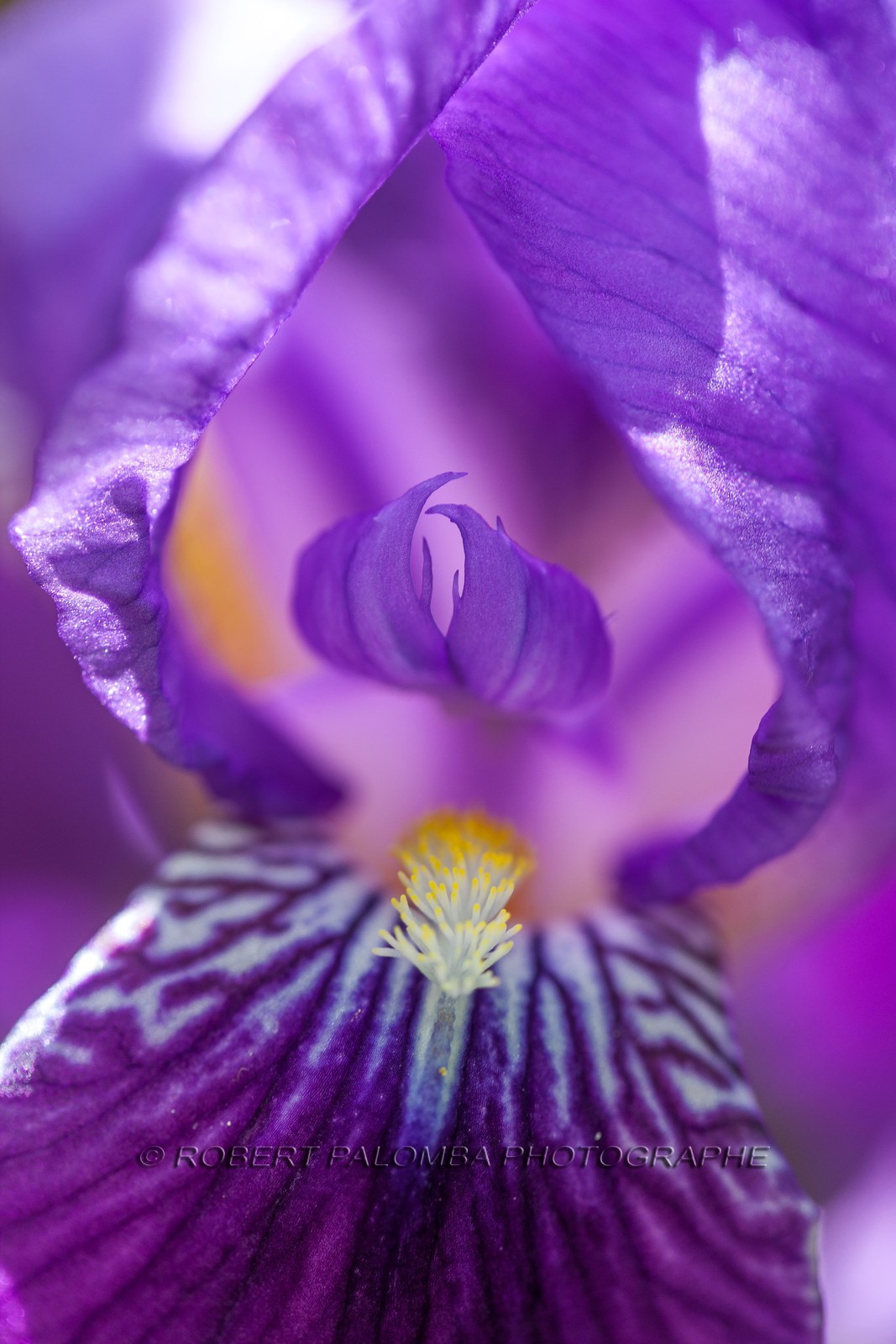 Iris, Iris haynei