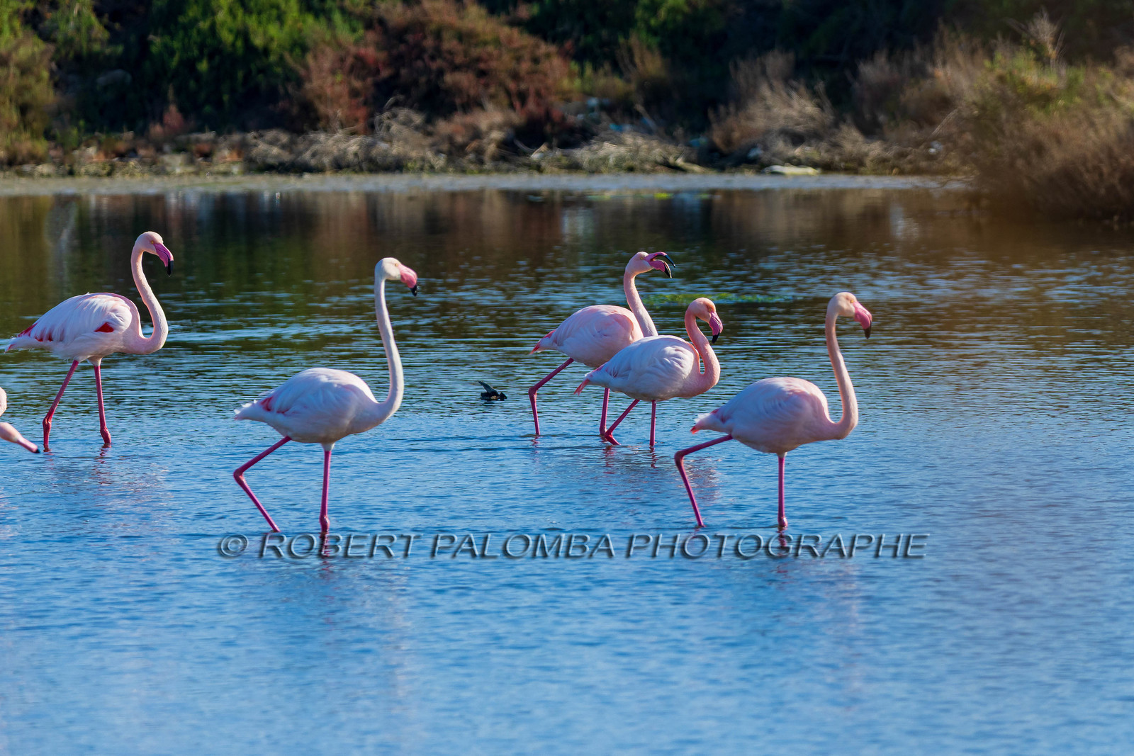 Flamant rose