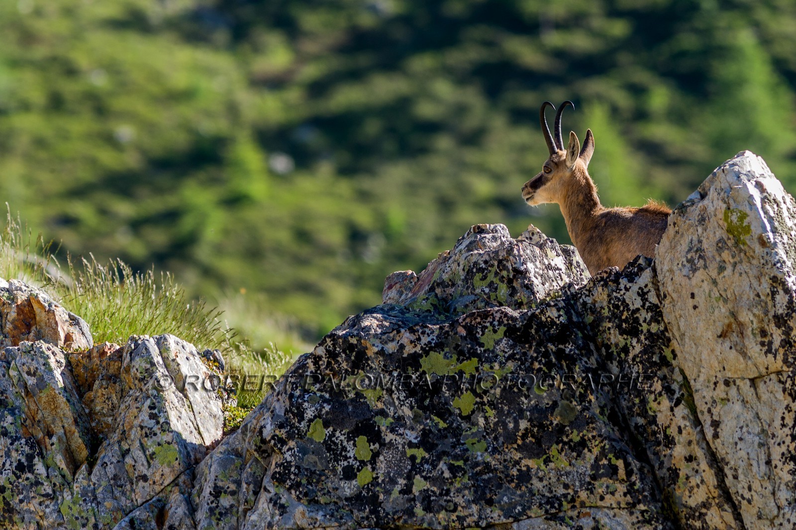 Chamois